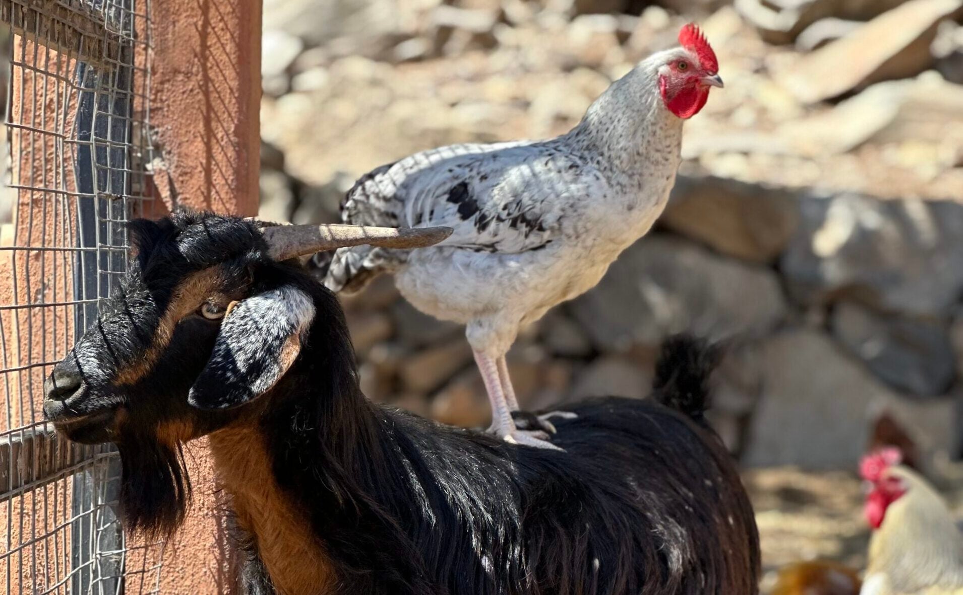CANCELLED Make Michigan Healthy Again Farm Festival